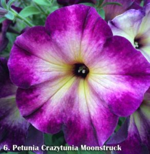 Petunia 'Crazytunia Moonstruck'