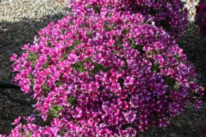 Petunia 'Littletunia Bicolor Bliss' (Danziger "Dan" Flower Farm)