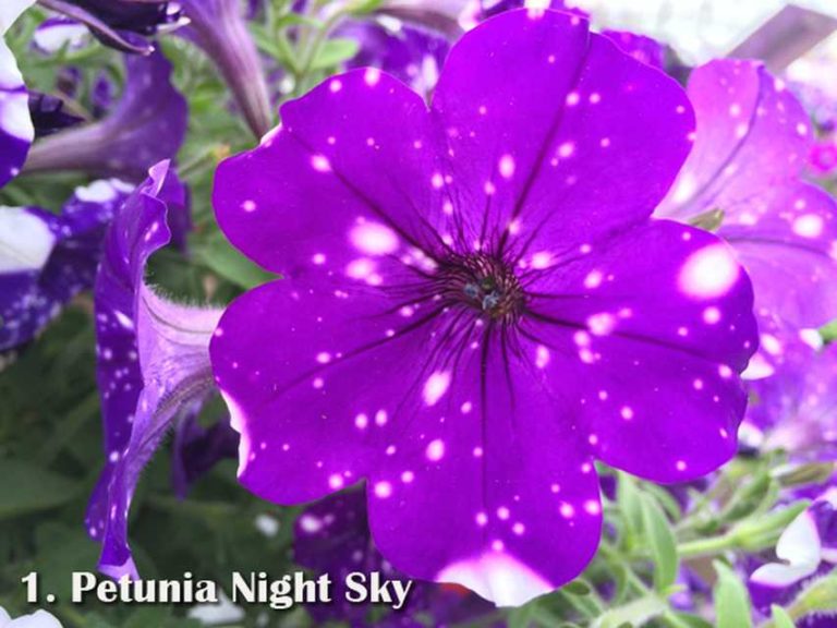 Petunia 'Night Sky'
