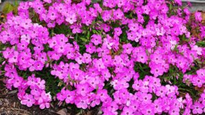 Aris Horticulture Names Blair Hoey As Managing Director Of Green Leaf Plants