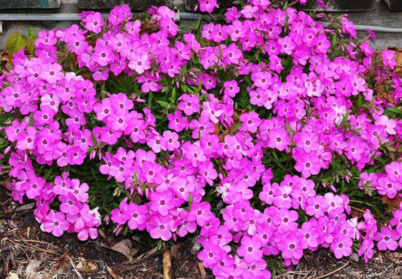 Phlox ‘Pink Profusion’ (Green Leaf Plants via Eason Horticultural Resources)