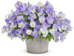 Pansiola (Viola ×wittrockiana) ‘Anytime Quartz Improved’ (Proven Winners)