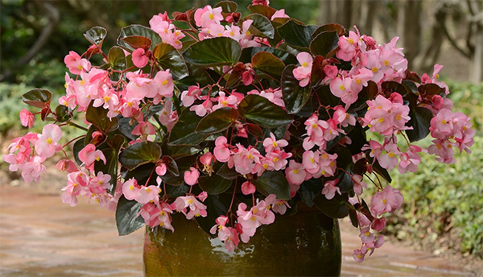 Begonia MegaWatt Series (PanAmerican Seed)
