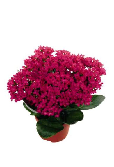 Kalanchoe ‘Calanday Bromo’ (Dümmen Orange)