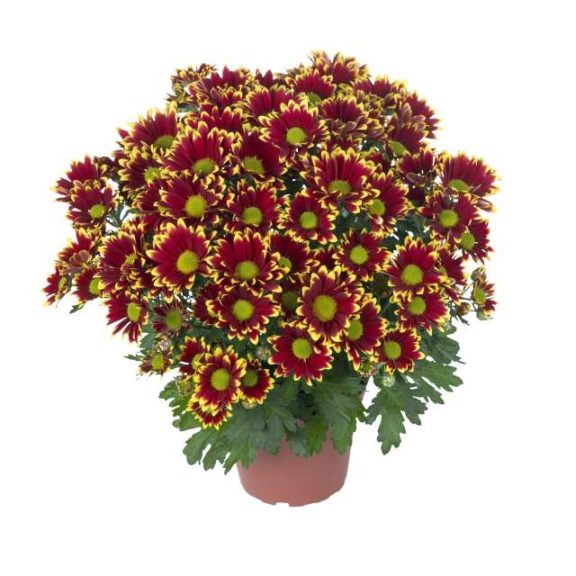 Pot mum ‘Little Rock Festive’ (Dümmen Orange) 
