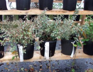 Abelia 'Silver Anniversary'