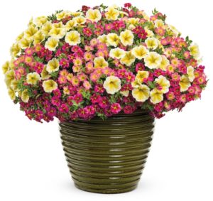 Superbells Aloha Mix (Four Star Greenhouse/Proven Winners)