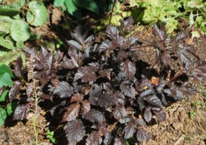 Astilbe 'Chocolate Shogun'