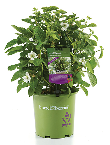 'Babycakes' Blackberry