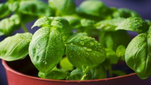 Kitchen Counter Gardening Leads Garden Media Group’s Annual Trends List