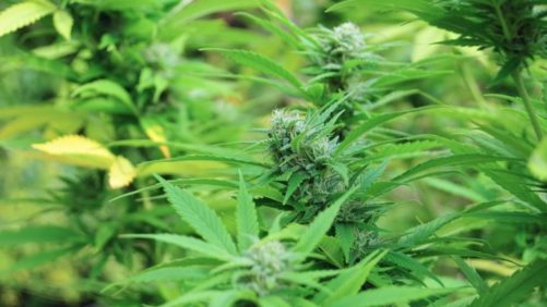 Cannabis Producers to Learn Biocontrols Basics During Half-Day Workshop