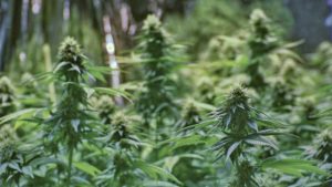 New Class Aims To Dispel Myths About Cannabis