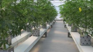 How Cannabis Growers Can Be Both Profitable and Sustainable