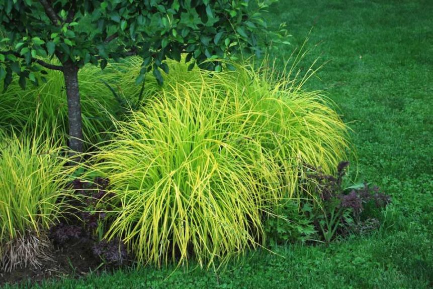 Carex 'Bowles Golden'