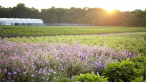 Cavicchio Greenhouses Wins Inaugural Sustainability Award