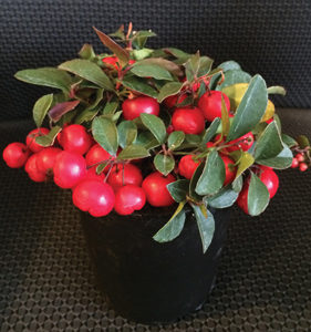 Cherry Berries Wintergreen