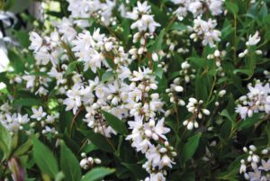 Deutzia 'Yuki Snowflake'