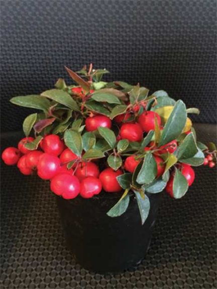Green Goods Award Winner: Gaultheria procumbens Cherry Berry