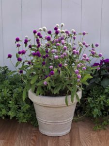 Gomphrena Ping Pong Series (Sakata Ornamentals)