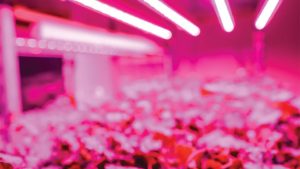 Philips Lighting Signs Partnership Agreement With BWI Grower Technical Sales at Cultivate’17