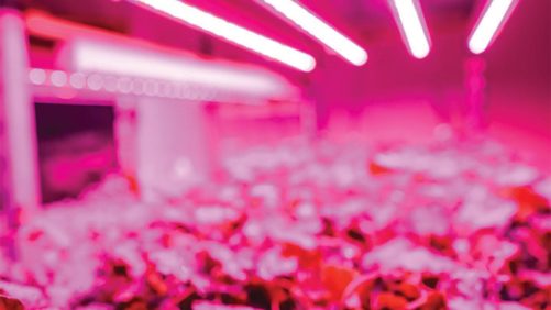 Philips Lighting Signs Partnership Agreement With BWI Grower Technical Sales at Cultivate’17