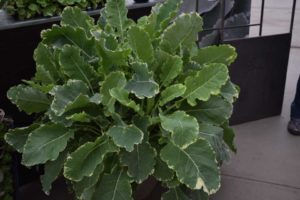 'Kosmic' Kale
