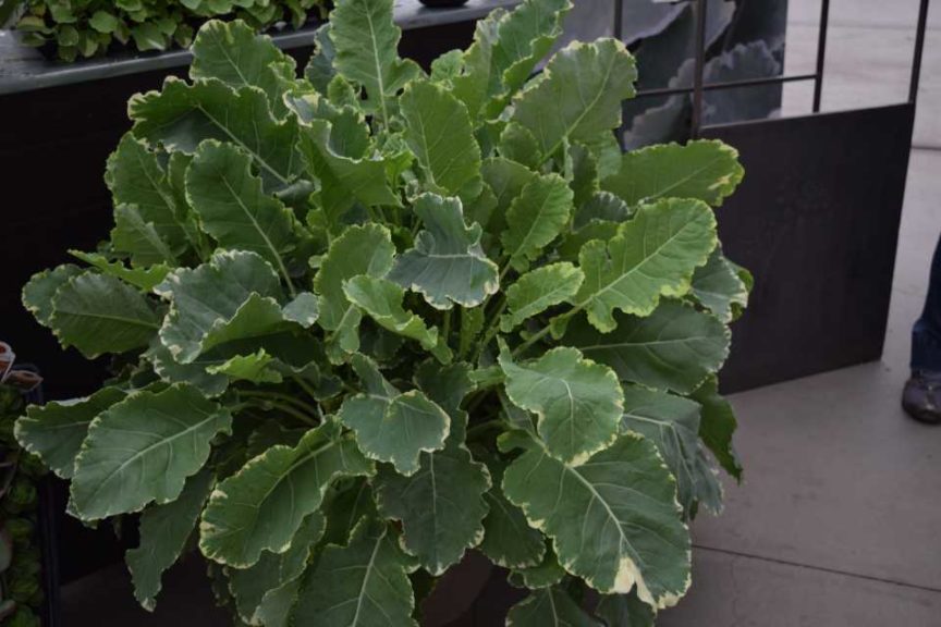 'Kosmic' Kale