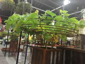 Allied Award Winner: Melon Patio Planter