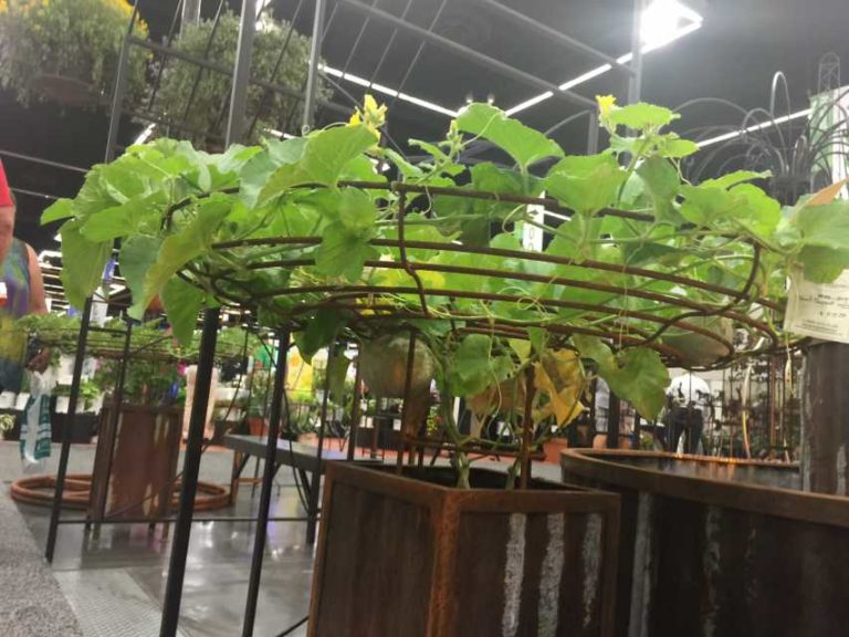 Allied Award Winner: Melon Patio Planter