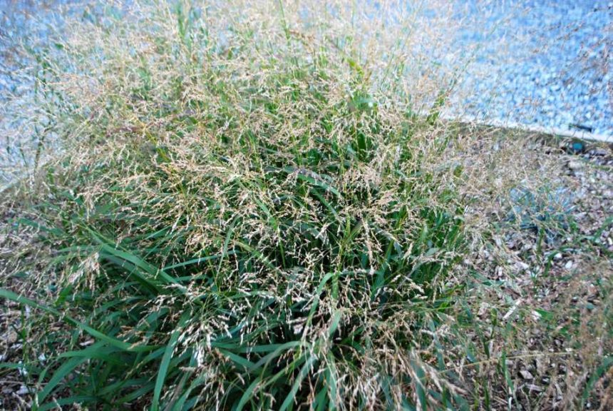 Panicum 'Cape Breeze'