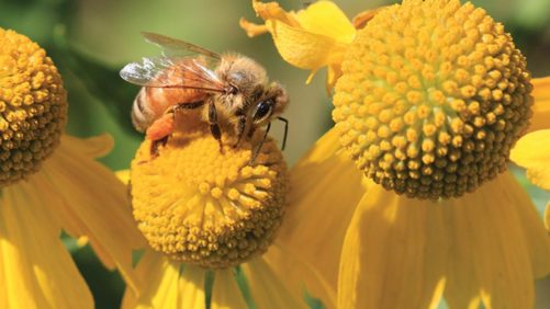 Crop Protection Company Aims to Promote Pollination Protection