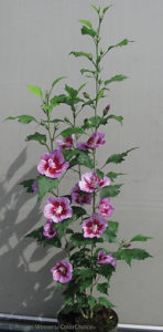 'Purple Pillar' Rose Of Sharon