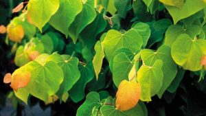 Garden Center Group Dishes Out Retail Awards At SEGreen 2016