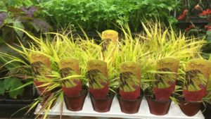 Garden Retailers ID Their Favorite Findings At Farwest