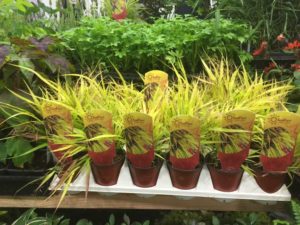 Green Goods Award Winner: Sunflare Japanese Forest Grass