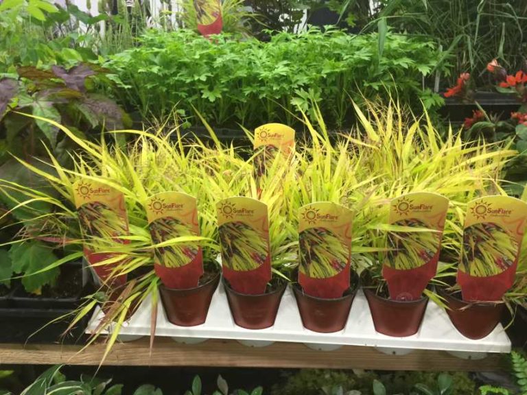 Green Goods Award Winner: Sunflare Japanese Forest Grass