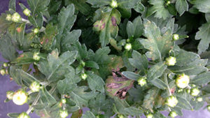 Tips For Managing Tomato Spotted Wilt Virus In Mums