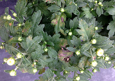 Tips For Managing Tomato Spotted Wilt Virus In Mums