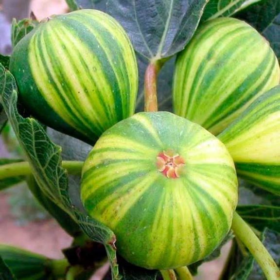 Green Goods Award Winner: Tiger Stripe Fig