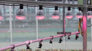 Check Out The Latest In Lighting Technology For Greenhouses