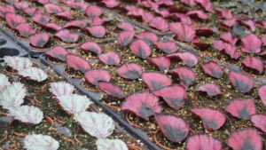 The Top Young Plant Growers, And Four Critical Challenges Facing Them