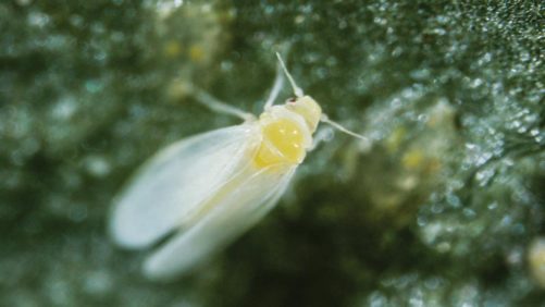 Floriculture Industry Working To Solve The Whitefly Problem
