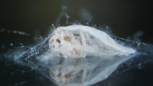 Why Logic May Be The Best Defense Against Q-Biotype Whitefly