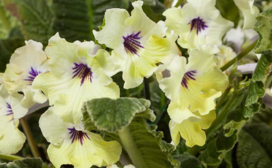Streptocarpus ‘Ladyslippers Yellow Blue Eye’ (Green Fuse Botanicals) 