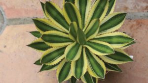 Drought Update: It’s Spreading, But Greenhouse Growers Continue To Adapt