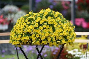 'Aloha Kona Yellow' from Dümmen Orange