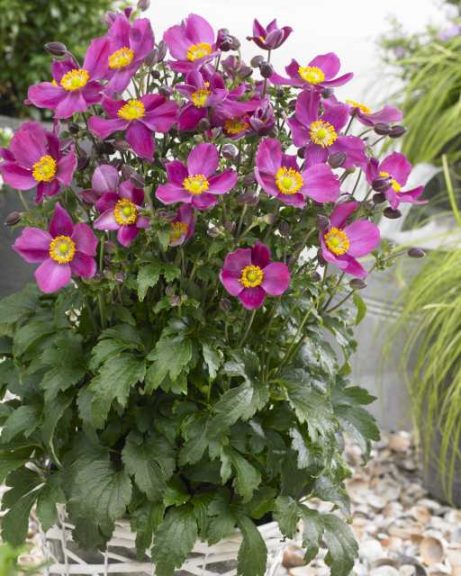 20 New Cold-Hardy Perennials For A Rock Solid Line-Up In 2017 - Greenhouse  Grower