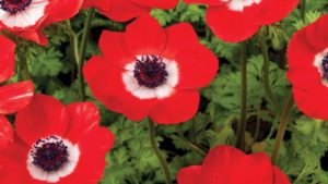 Tender Perennials Can Create Marketing Challenges