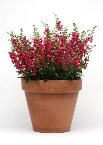 Angelonia 'Archangel Cherry Red' From Ball FloraPlant