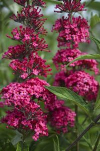Buddleia ‘Monarch Prince Charming’ (Walters Gardens)